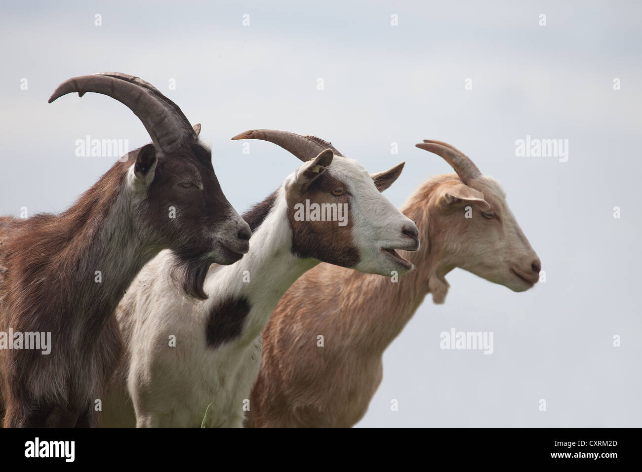 Three goats heads hires stock photography and images Alamy