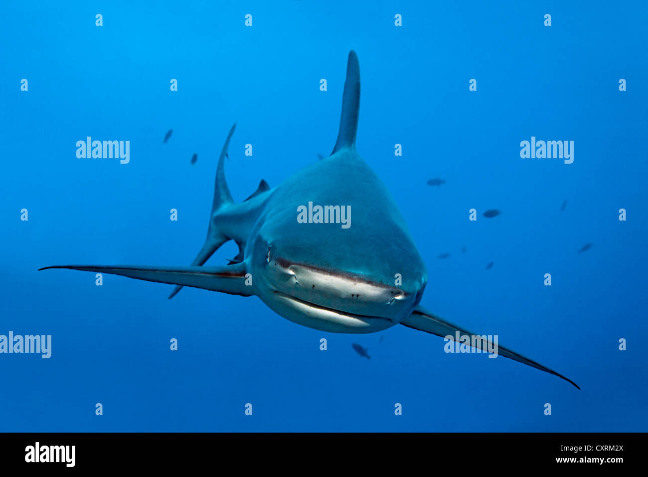 Galapagos Shark (Carcharhinus galapagensis), head-on view, Roca Partida, Revillagigedo Islands, Mexico, America, Eastern Pacific Stock Photo