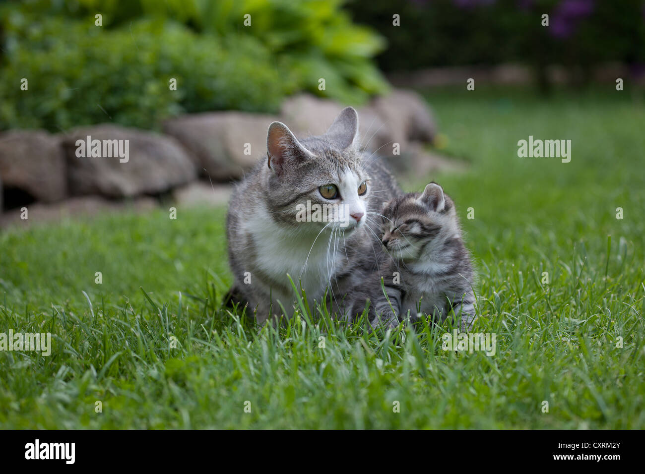 Tabby cat with a tabby kitten in a garden Stock Photo - Alamy