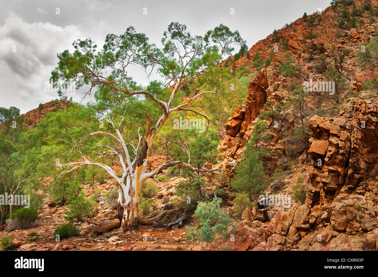 Old River Red Gum in Brachina Gorge. Stock Photo