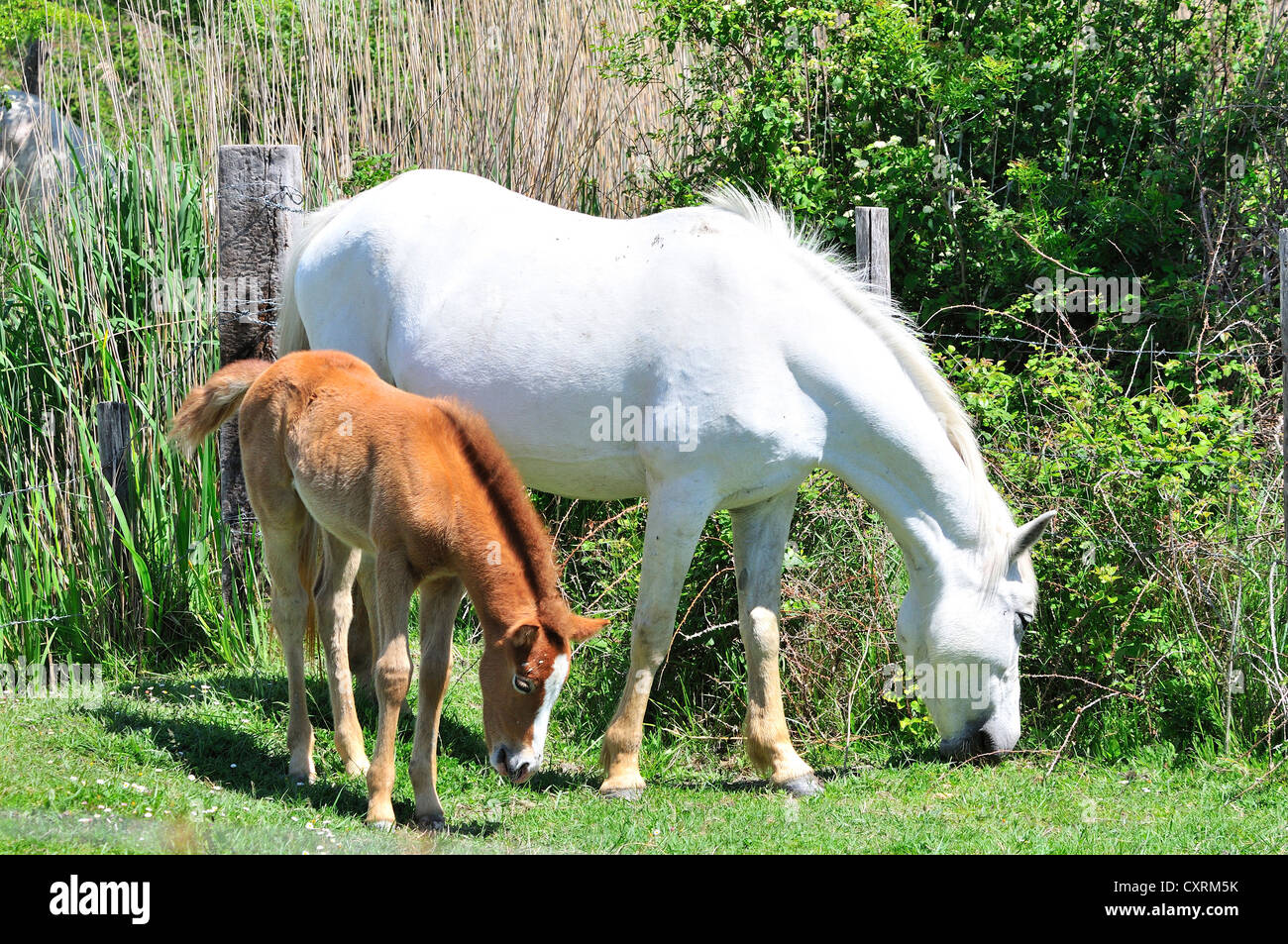 Camargue mare and foal grazing in field Camarge, Southern France France Stock Photo
