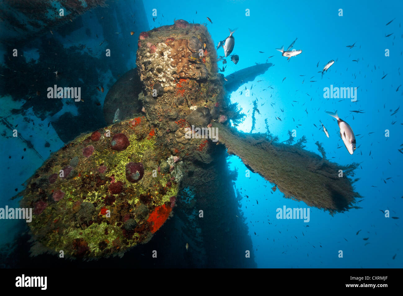 Propeller with different species of fish, backlit, wreck of the Zenobia, Cyprus, Asia, Europe, Mediterranean Sea Stock Photo