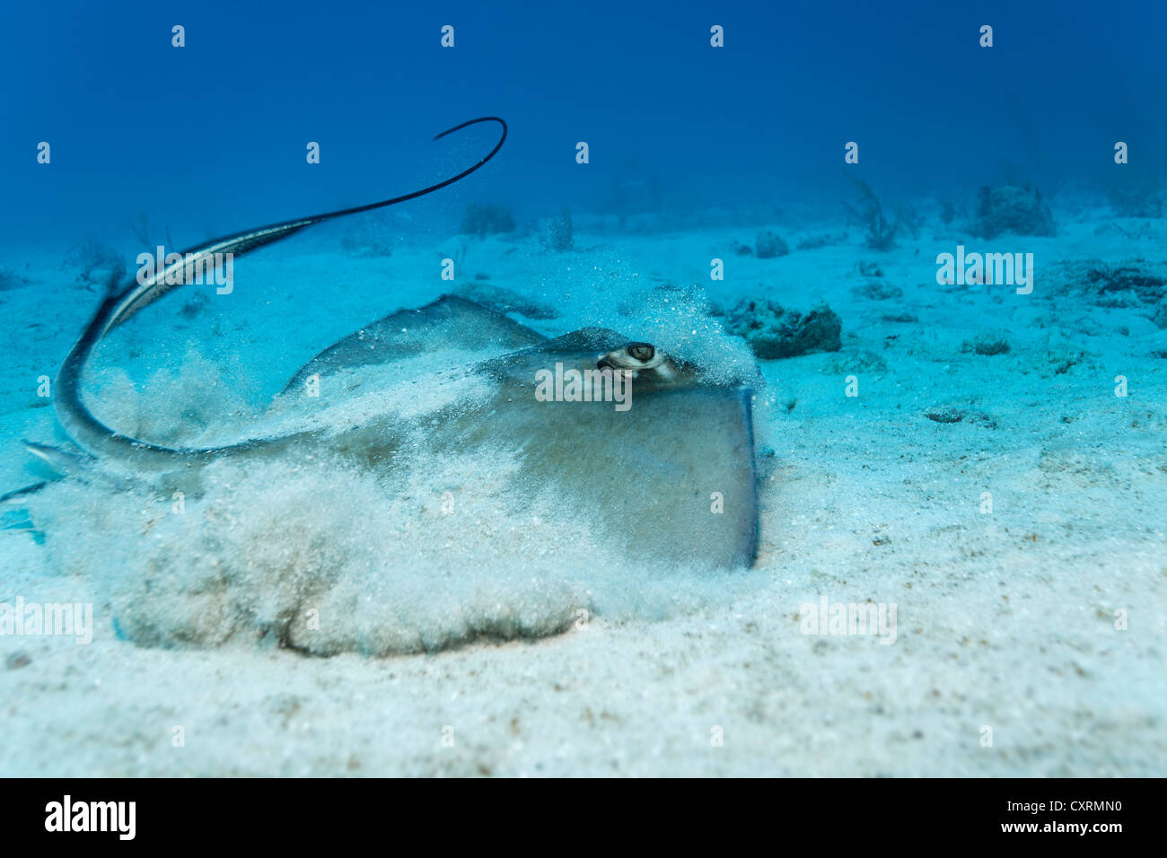 Southern Stingray (Dasyatis americana) taking off from sandy ocean floor whipping its tail, Republic of Cuba, Caribbean Sea Stock Photo