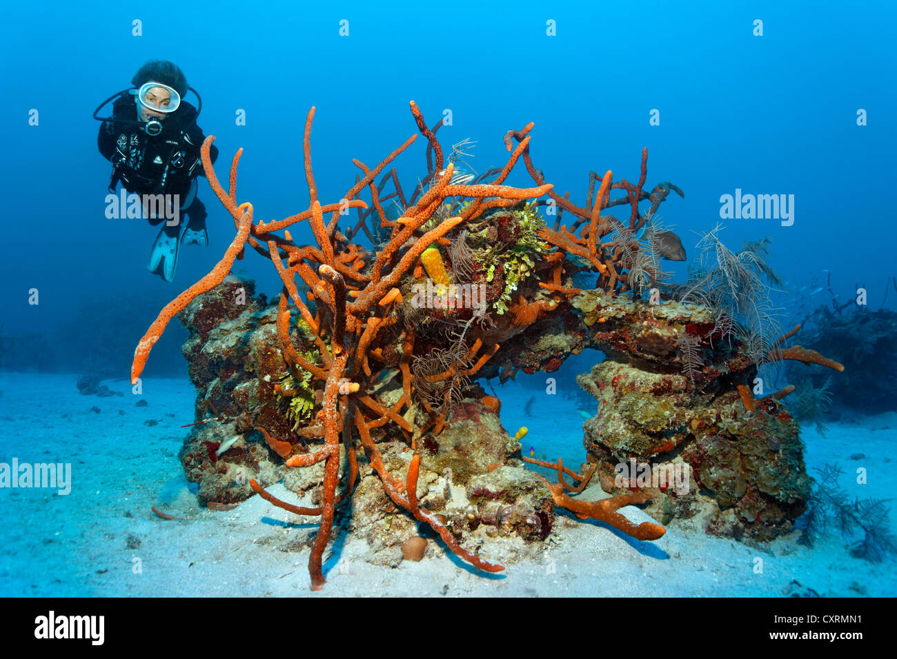 Scuba diver looking at coral reef with a variety of coral species and Row Pore Rope Sponge (Aplysina cauliformis) Stock Photo