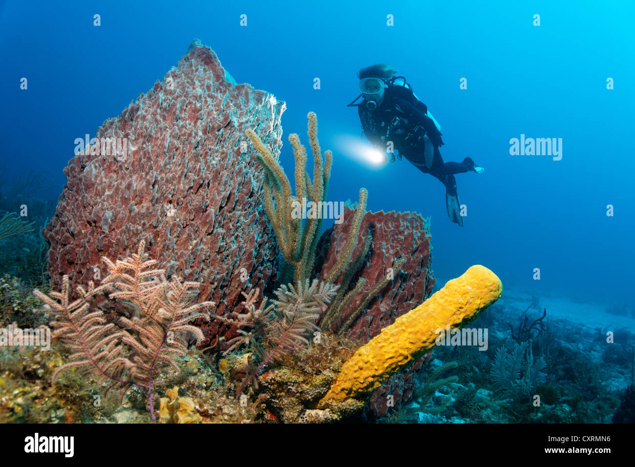 Scuba diver looking at coral reef with a variety of coral and sponge species, Republic of Cuba, Caribbean Sea, Caribbean Stock Photo