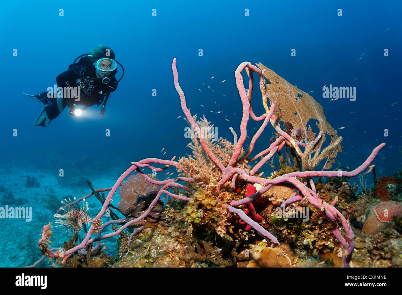 Scuba diver looking at coral reef with a variety of coral species and Row Pore Rope Sponge (Aplysina cauliformis) Stock Photo