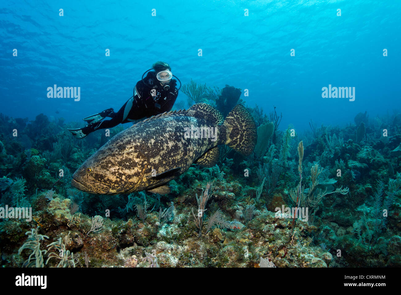 Scuba diver watching Atlantic goliath grouper fish or itajara or Jewfish (Epinephelus itajara) swimming over coral reef Stock Photo