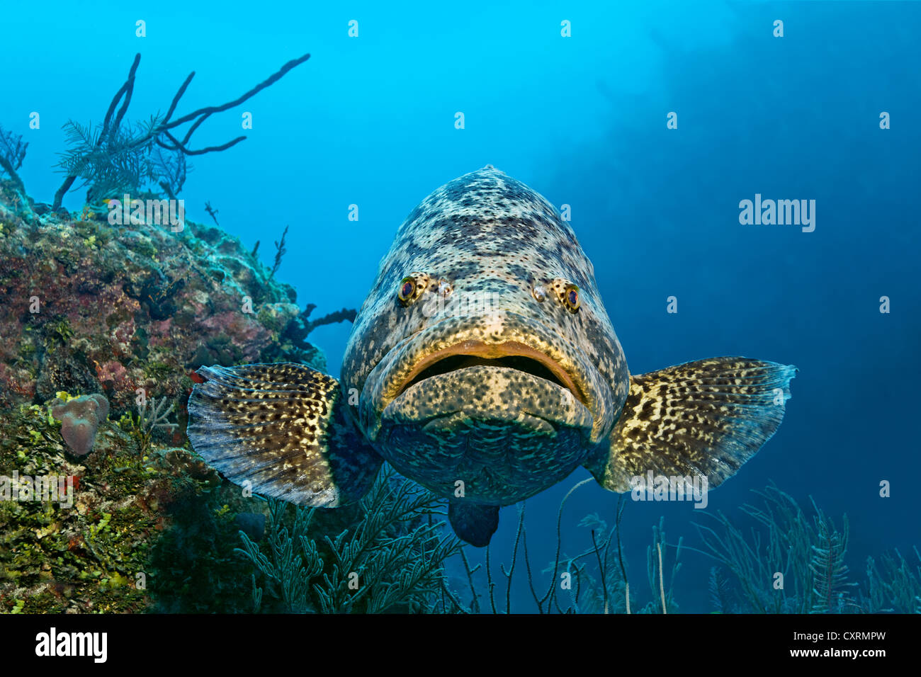 Atlantic goliath grouper fish or itajara or Jewfish (Epinephelus itajara) swimming in front of coral reef, Republic of Cuba Stock Photo