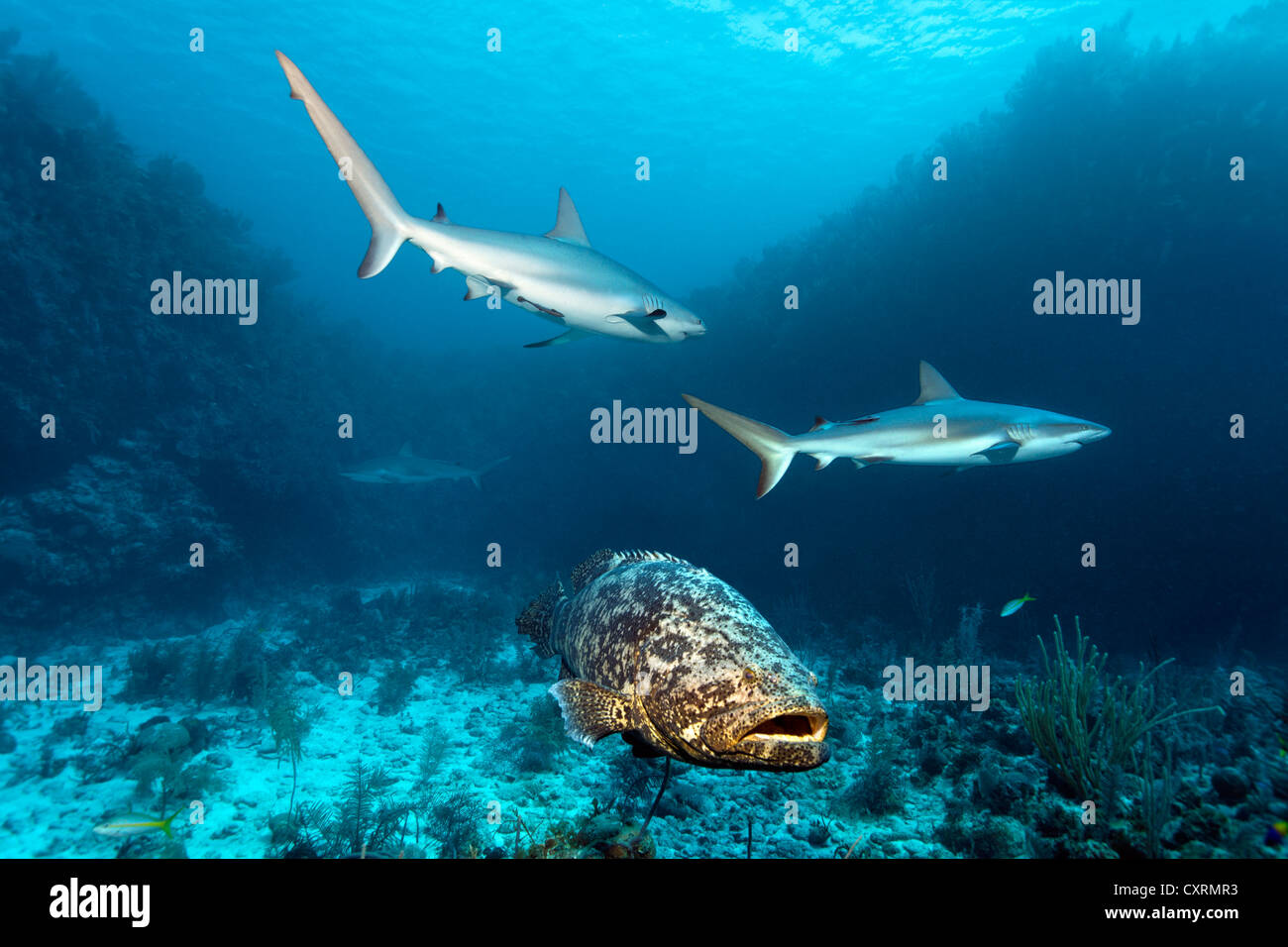 Atlantic goliath grouper fish or itajara or Jewfish (Epinephelus itajara) and Caribbean Reef Sharks (Carcharhinus perezi) Stock Photo