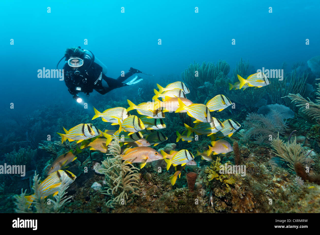 Scuba diver watching shoal of Porkfish or Grunts (Anisotremus virginicus) and Schoolmaster Snappers (Lutjanuis opodus) Stock Photo