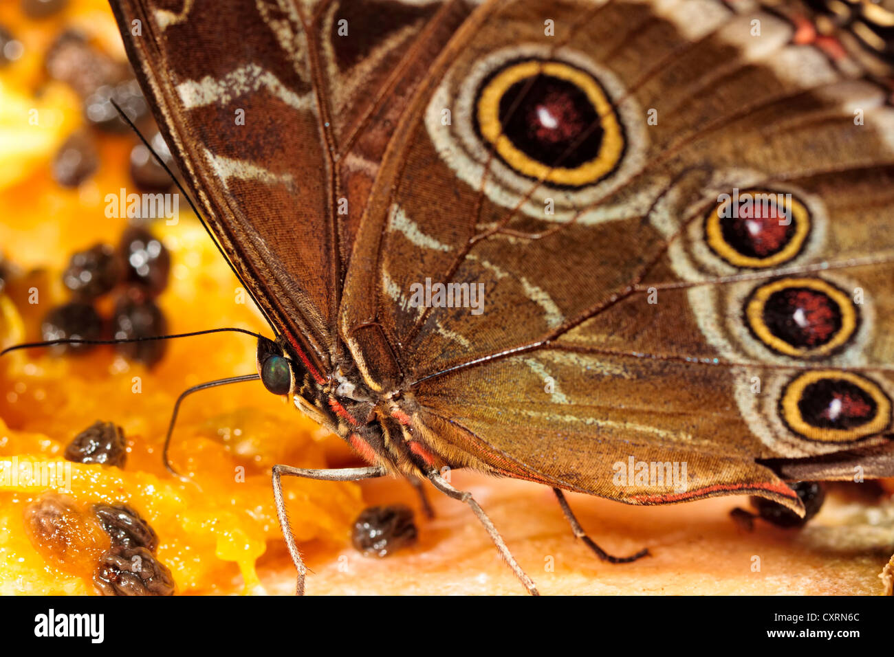 Blue Morpho Butterfly Feeding on Fruit Stock Photo Alamy