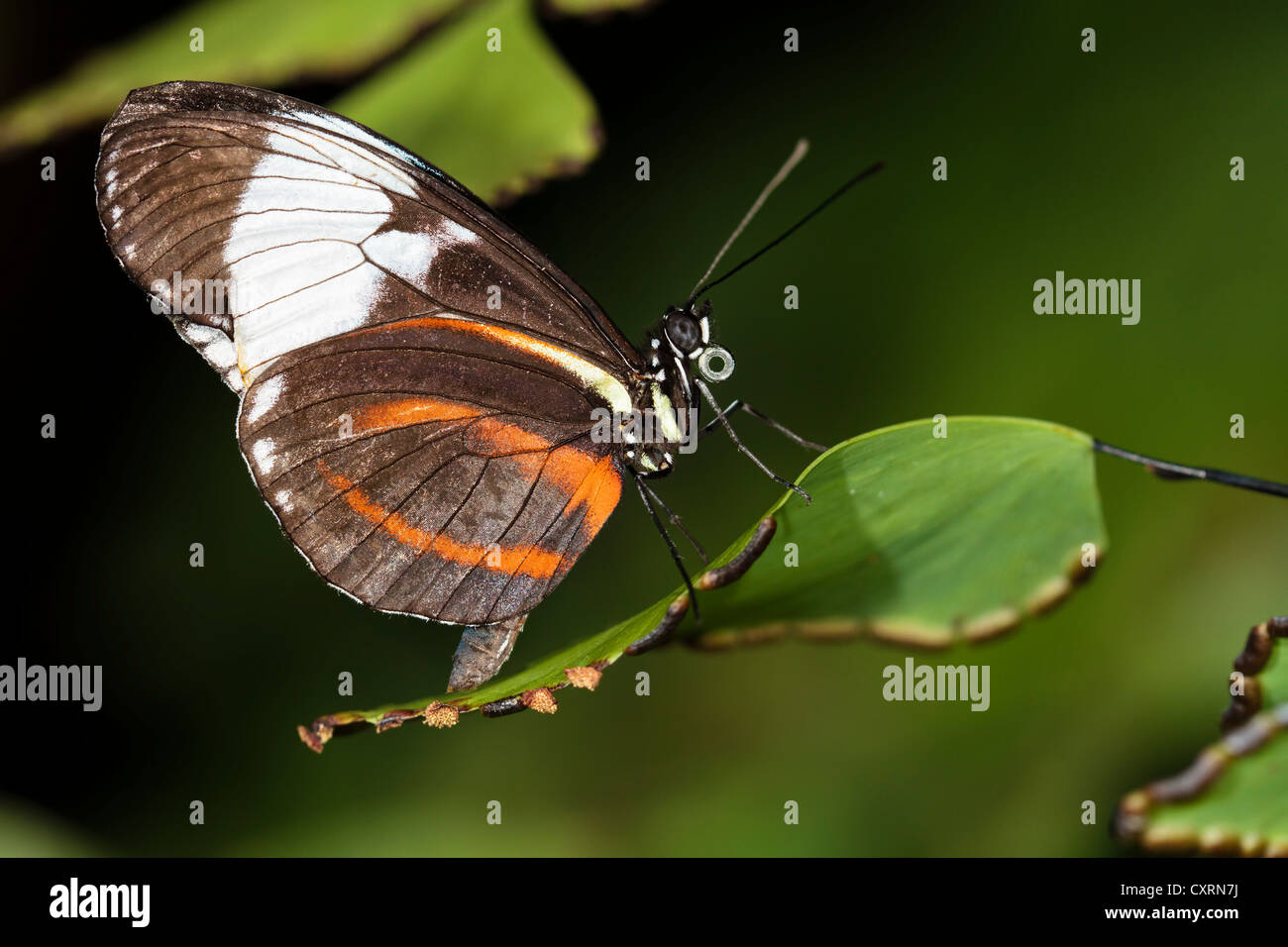 Cydno Longwing Butterfly Stock Photo