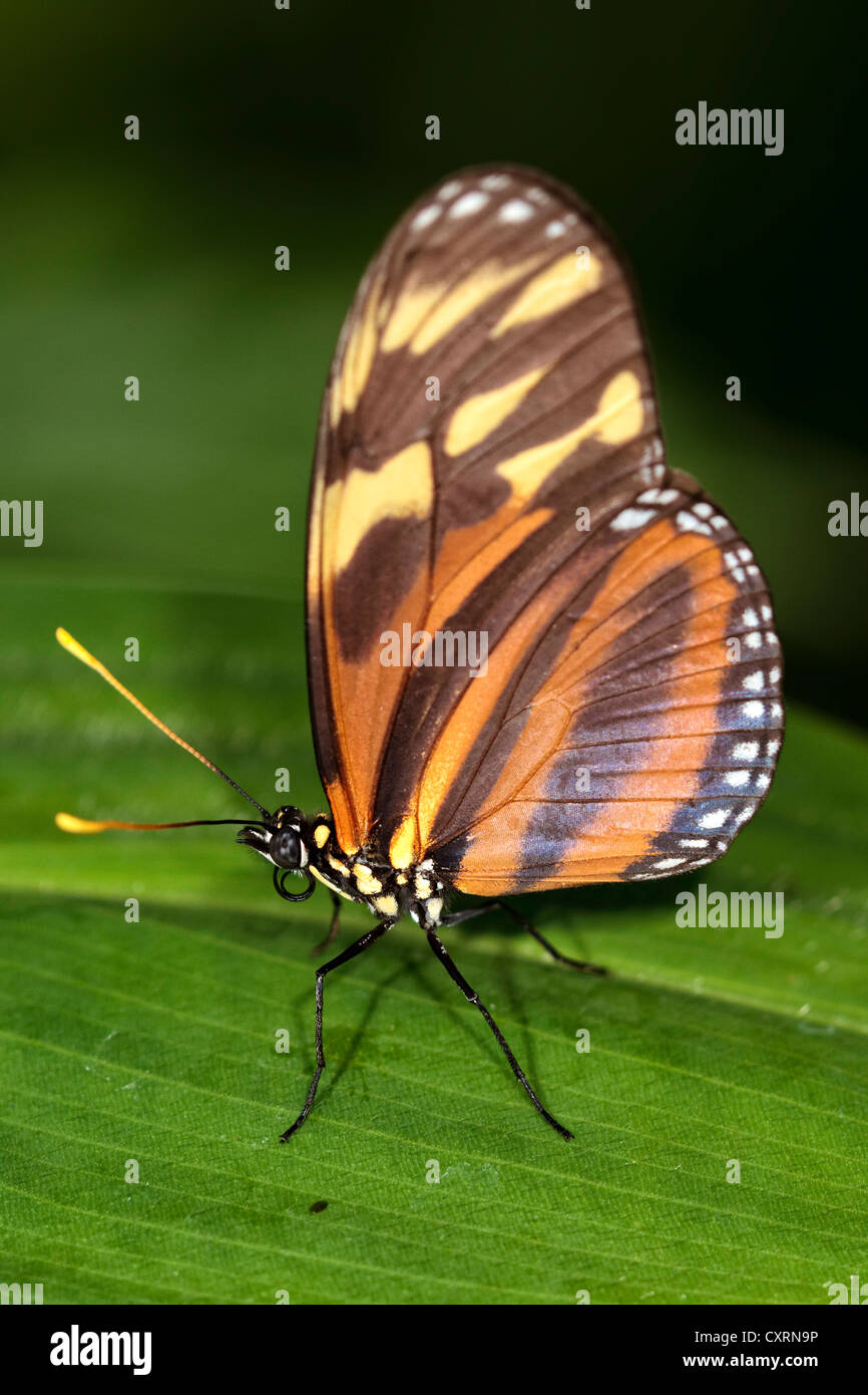 Isabella's Longwing Butterfly or Tiger Mimic-Queen Butterfly Stock Photo