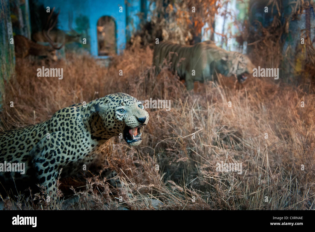 Stuffed leopard, palace, Gwalior, Madhya Pradesh, India, Asia Stock Photo