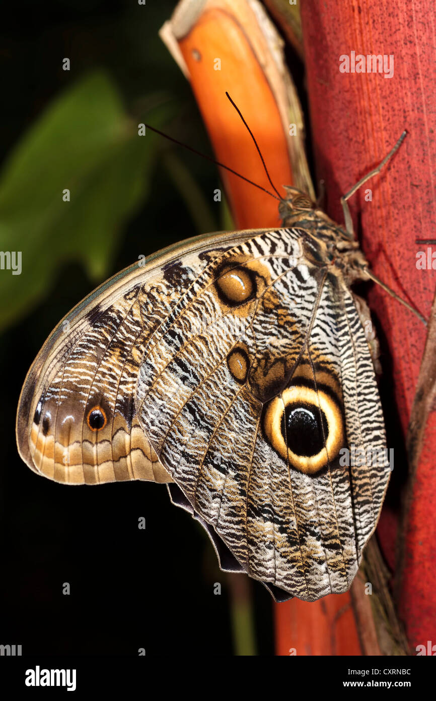 Owl Butterfly Stock Photo