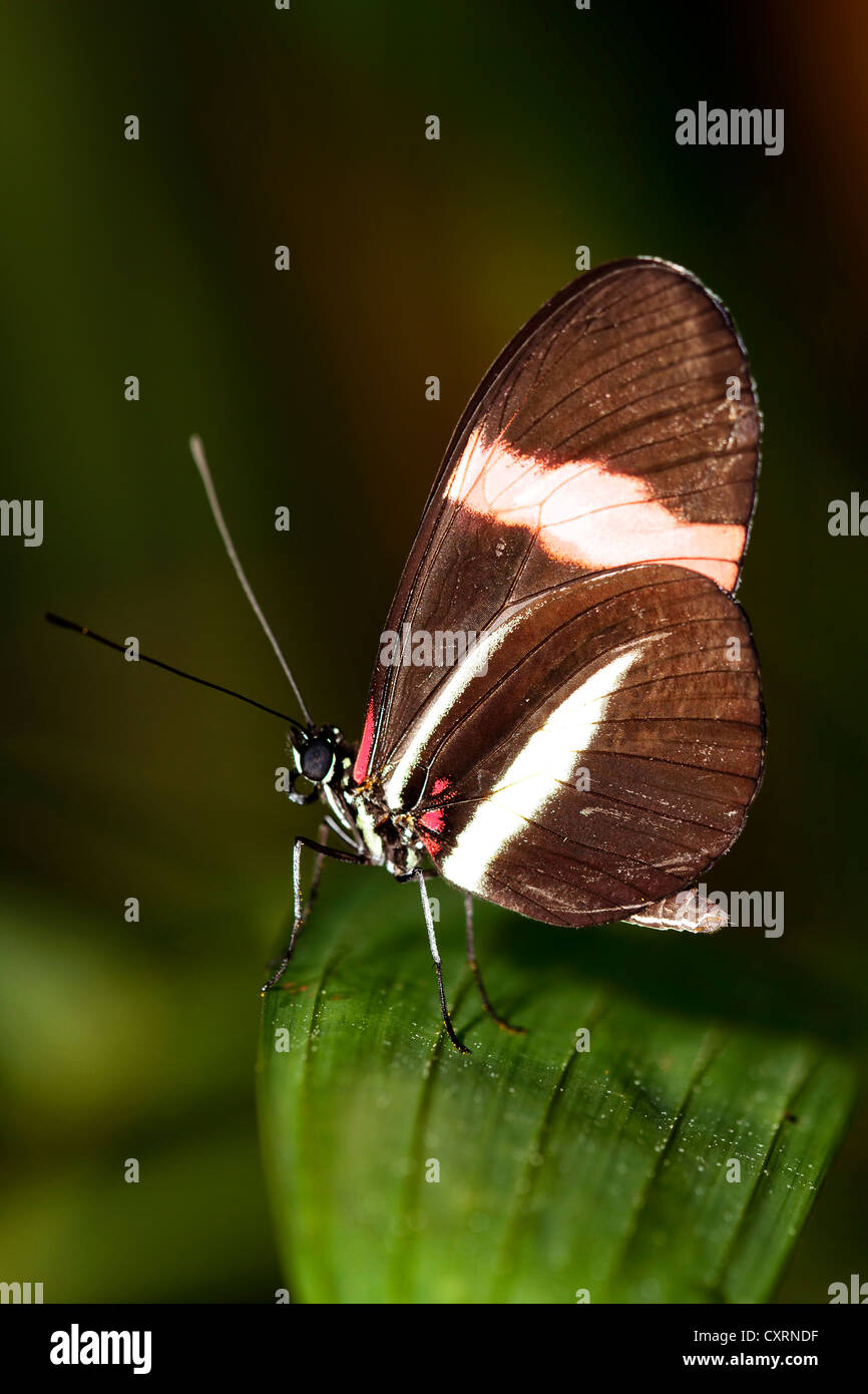 Small Postman Butterfly, Common Postman, or Postman Stock Photo