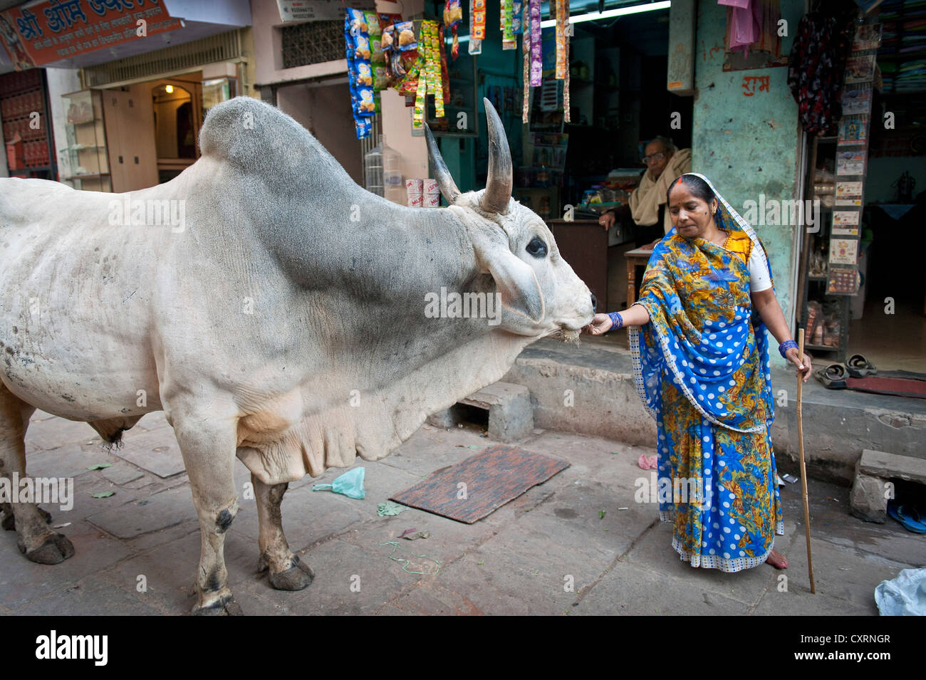 Hindu woman is feeding a holy cow, Varanasi, Benares or Kashi, Uttar Pradesh, India, Asia Stock Photo