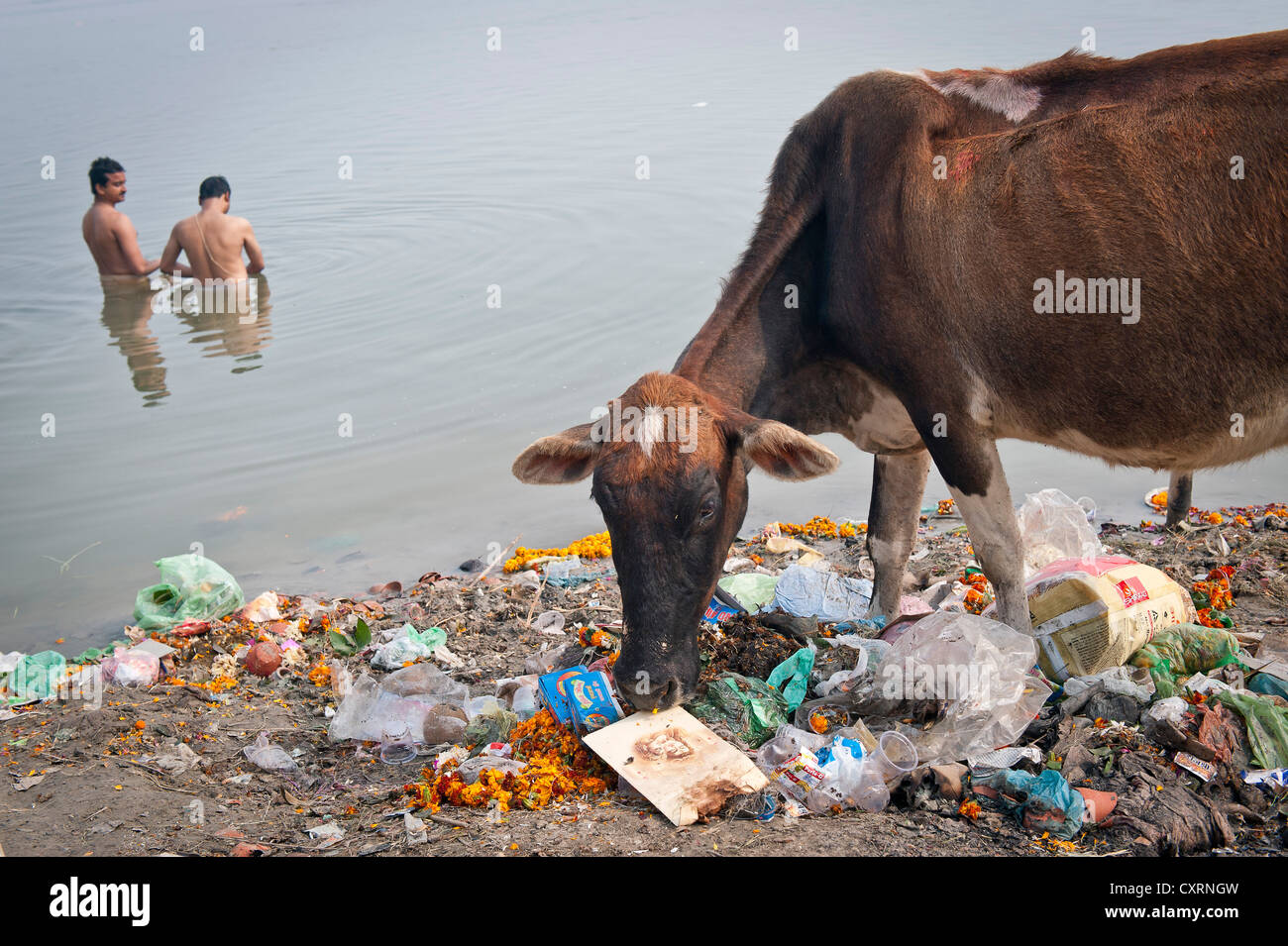 Two men bathing whilst a holy cow is eating from garbage, banks of the Ganges, Varanasi, Benares or Kashi, Uttar Pradesh, India Stock Photo