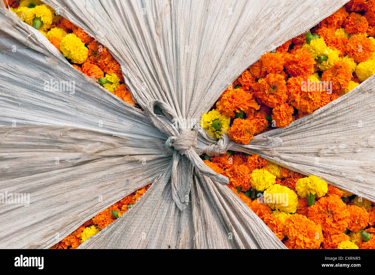 Marigold flowers hires stock photography and images Alamy