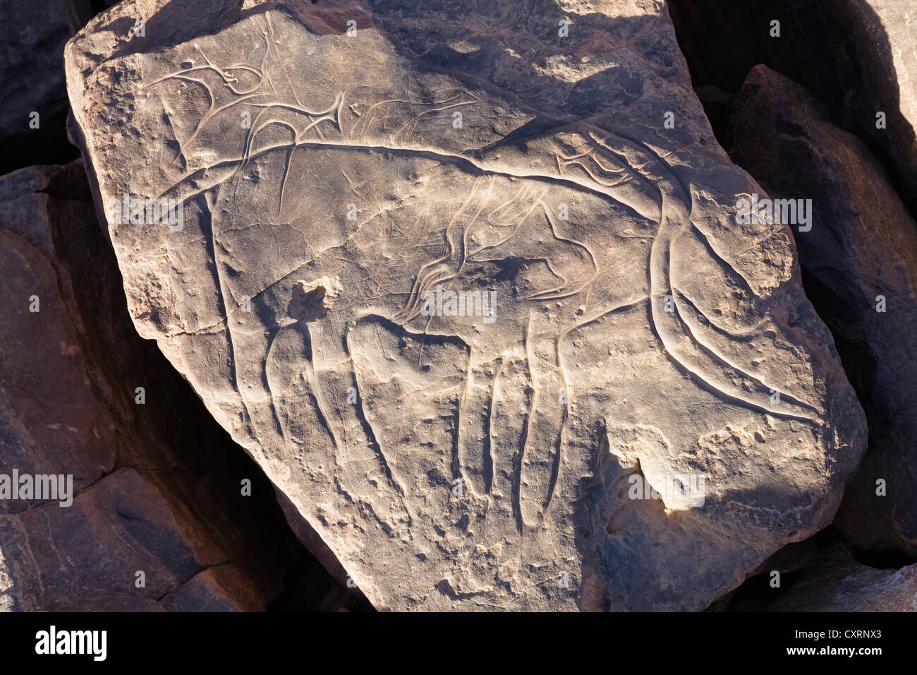 Stone carvings in the Libyan Desert or Black Desert depicting animals ...