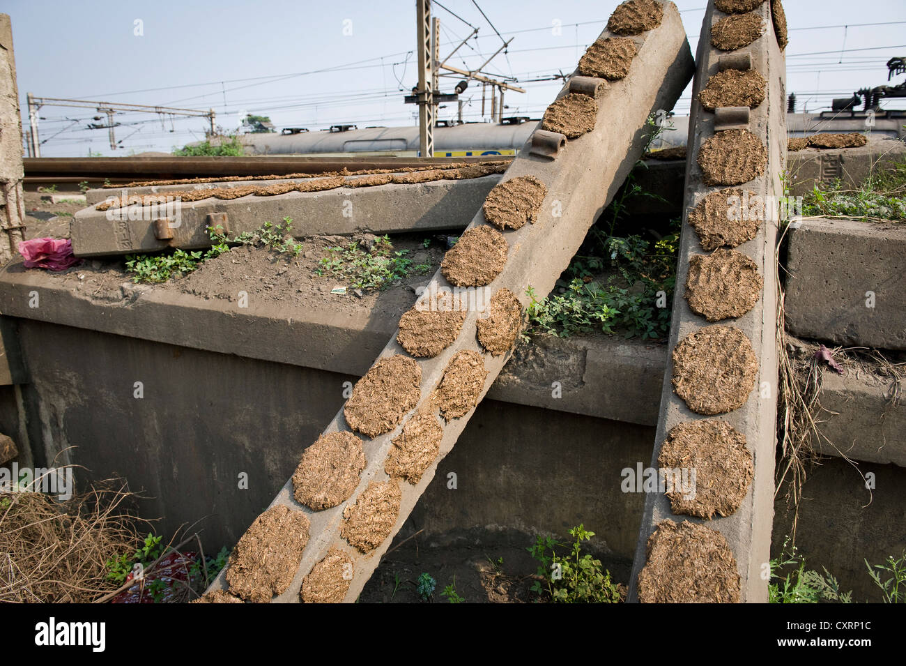 Dried Cow Dung High Resolution Stock Photography and Images - Alamy