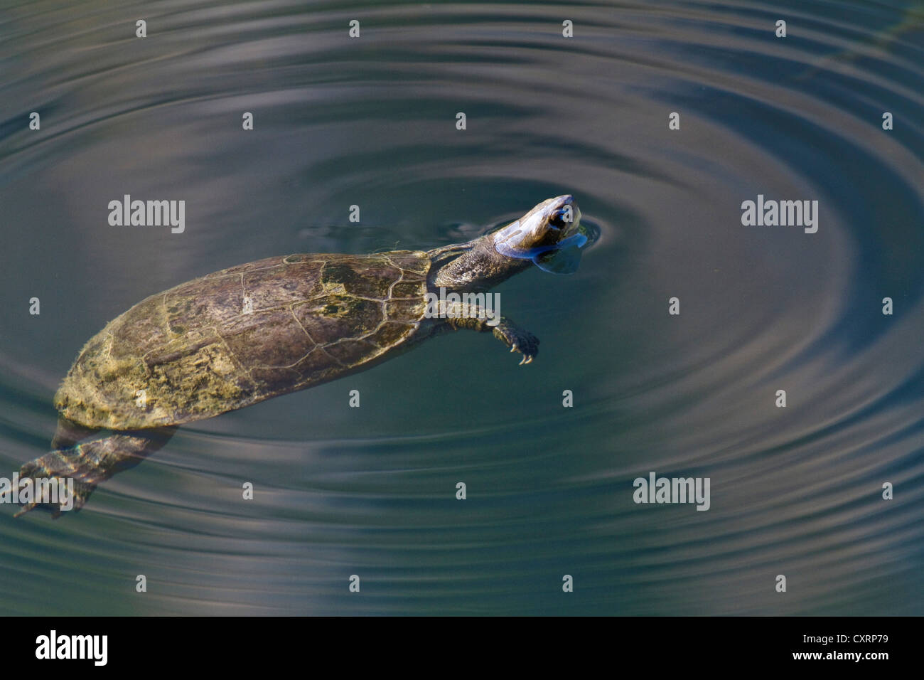 Caspian Turtle (Mauremys caspica), swimming, coming up to catch air, Turkey Stock Photo