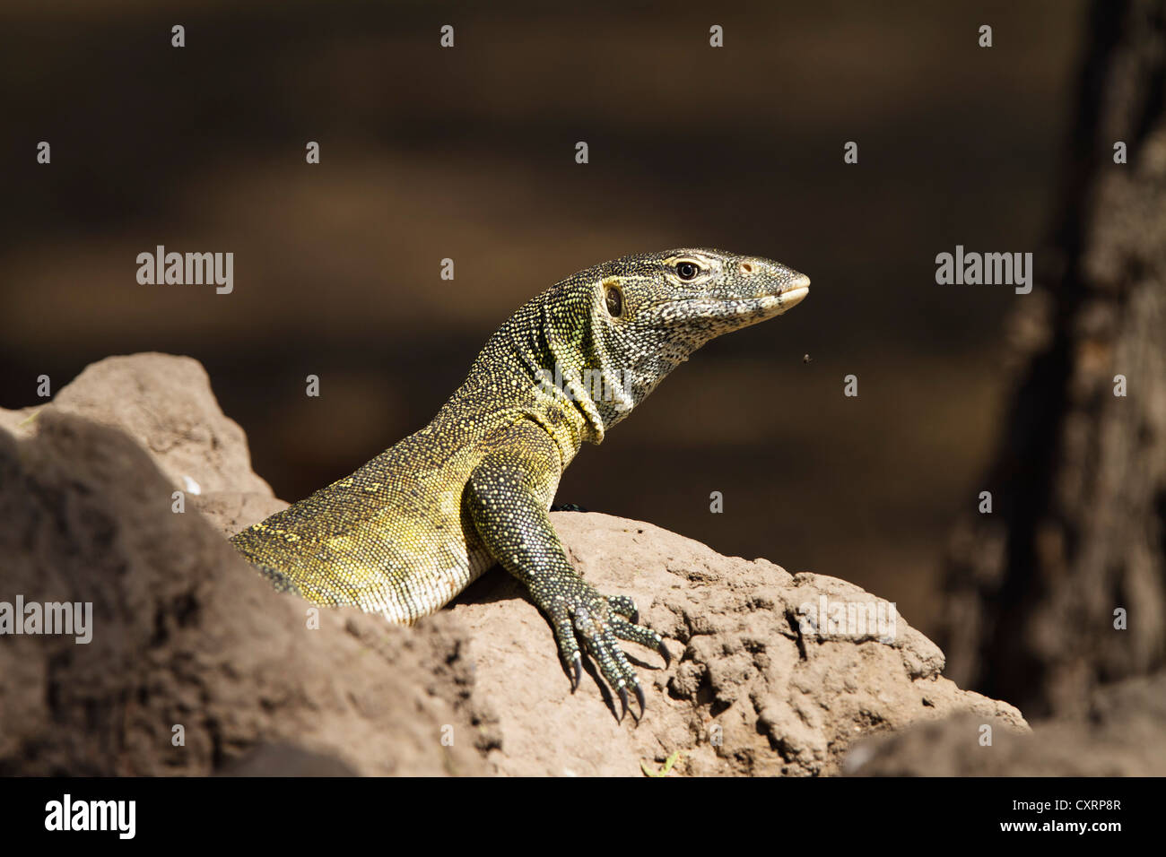 Nile Monitor, Water Leguaan, or River Leguaan (Varanus niloticus), Ruaha National Park, Tanzania, East Africa, Africa Stock Photo