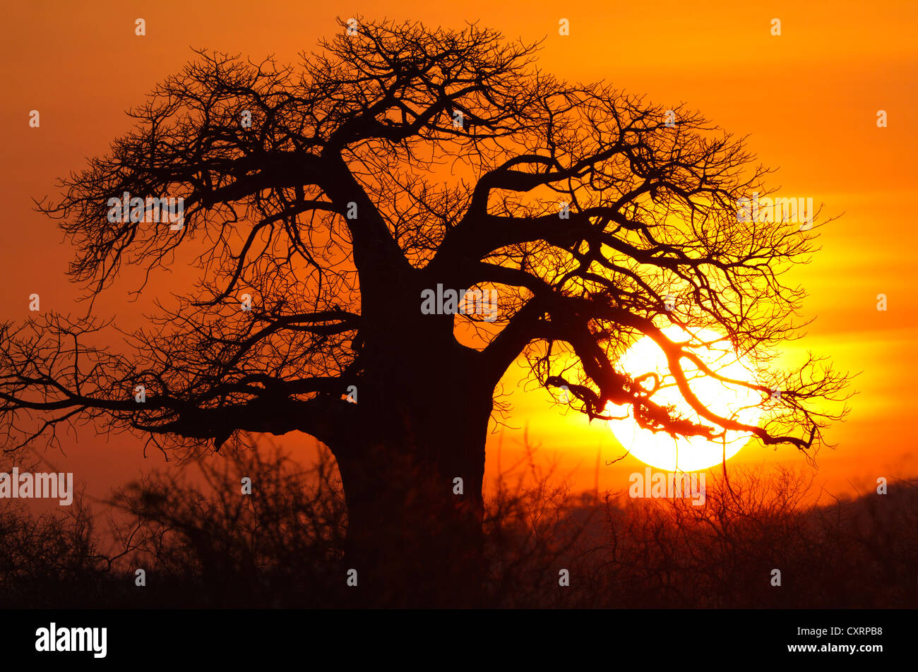 African Baobab tree (Adansonia digitata) at sunrise, Ruaha National Park, Tanzania, Africa Stock Photo