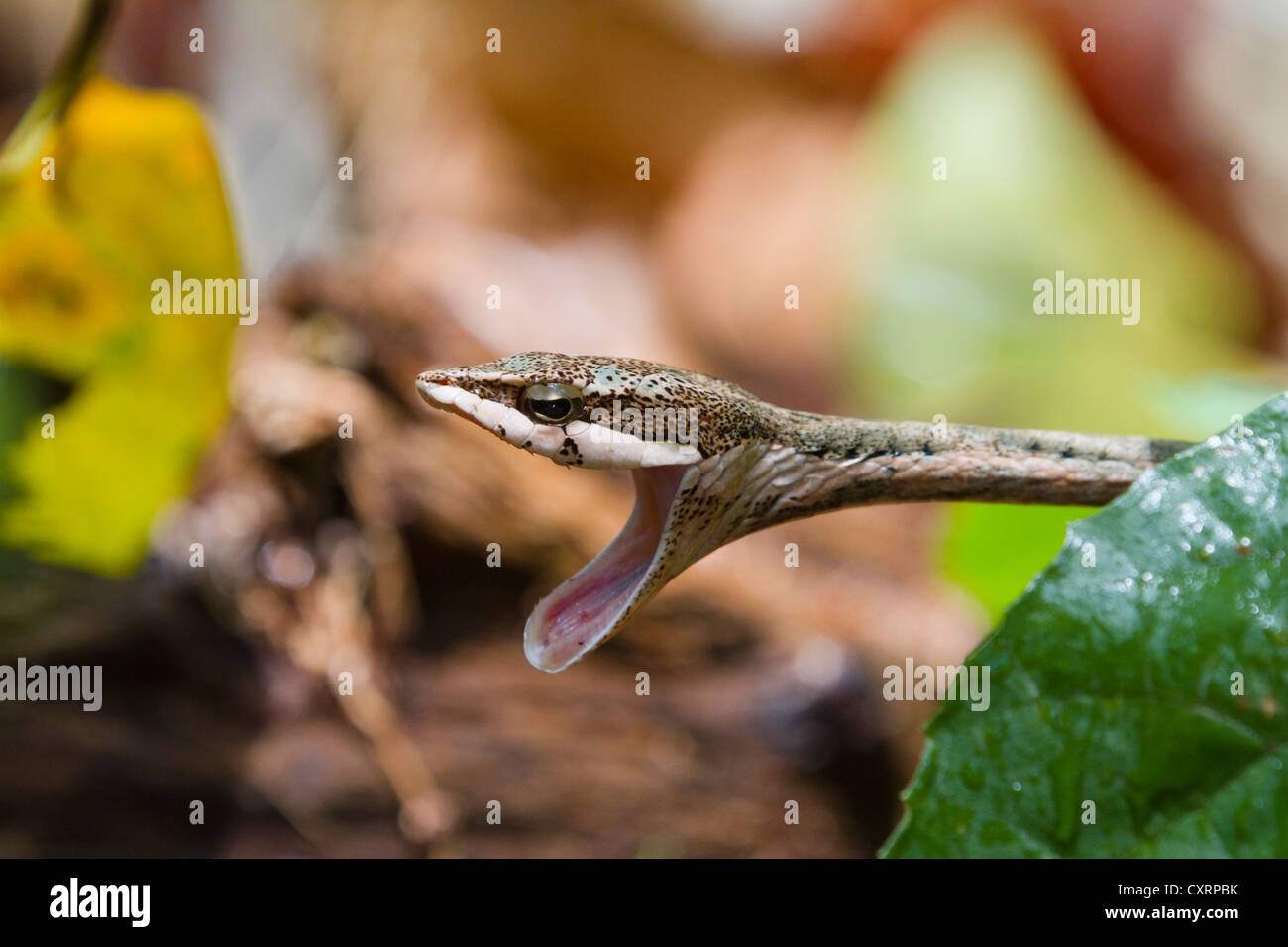 Twig or Bird Snake (Thelotornis capensis), on rainforest floor, Mahale Mountains National Park, Tanzania, East Africa, Africa Stock Photo
