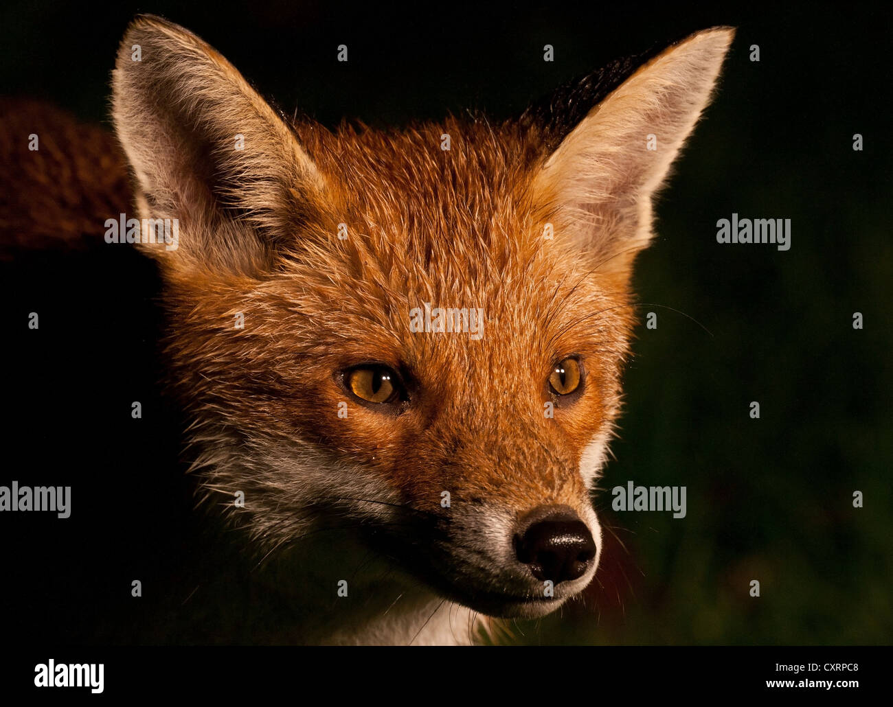 Red fox face shot Stock Photo