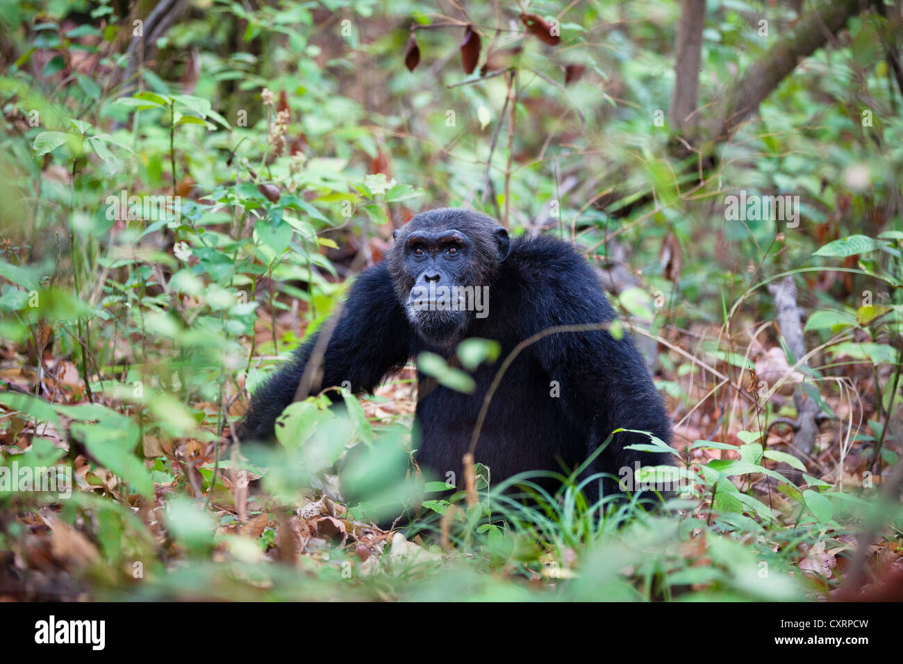 Chimpanzee (Pan troglodytes), Pim, alpha male, Mahale Mountains National Park, Tanzania, East Africa, Africa Stock Photo