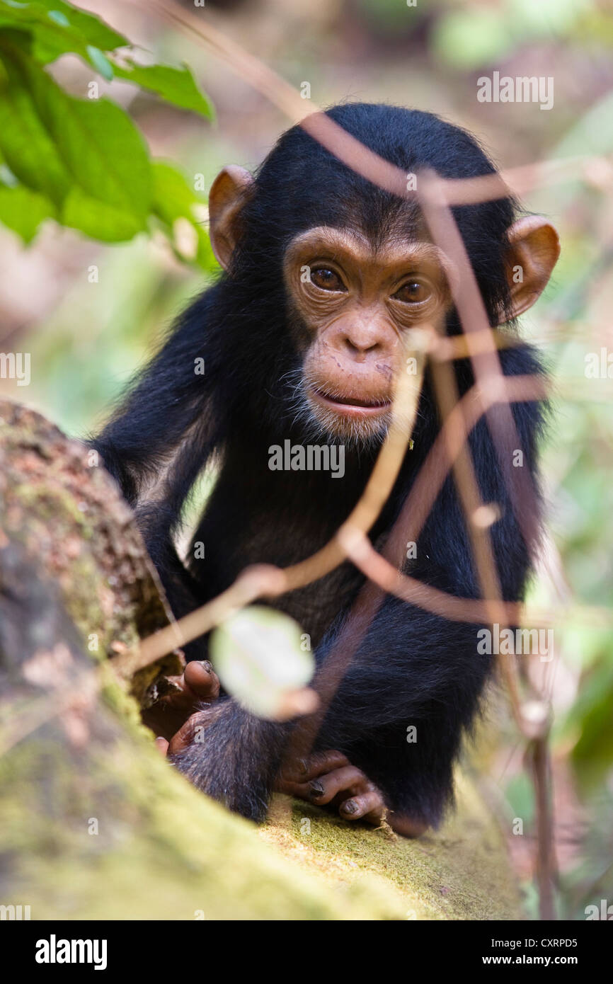 Young Chimpanzee (Pan troglodytes), baby, Mahale Mountains National Park, Tanzania, East Africa, Africa Stock Photo