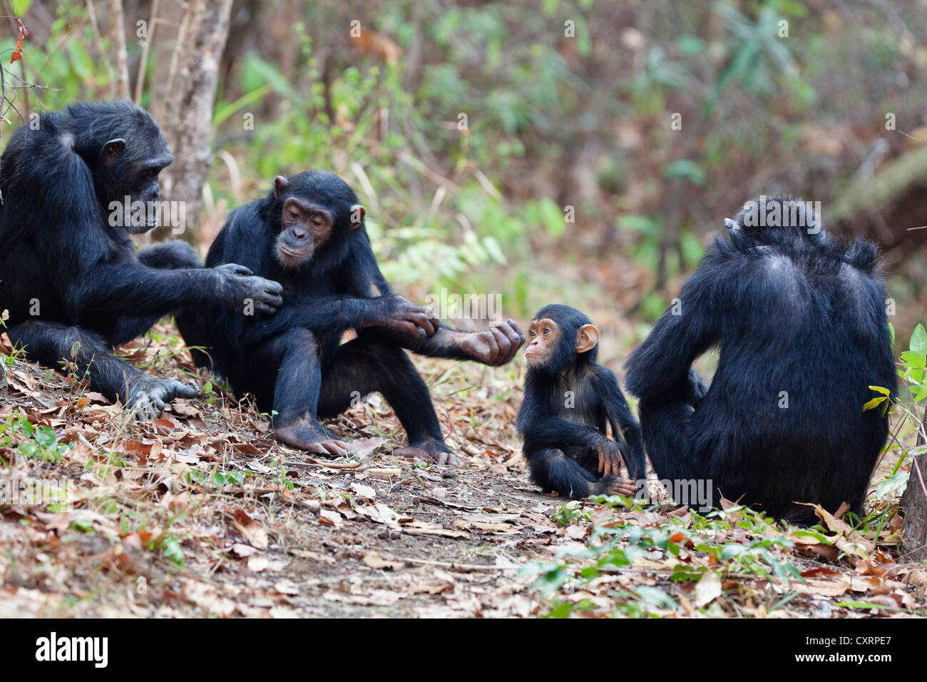 Chimpanzees (Pan troglodytes), females with baby, Mahale Mountains National Park, Tanzania, East Africa, Africa Stock Photo