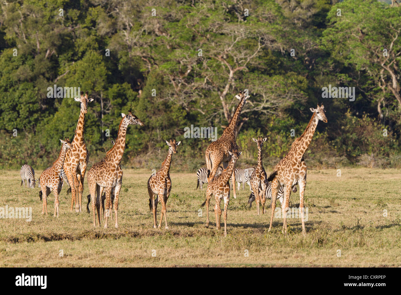 Massai, Maasai, Masai Giraffes or Kilimanjaro Giraffes (Giraffa camelopardalis tippelskirchi), Arusha National Park, Tanzania Stock Photo