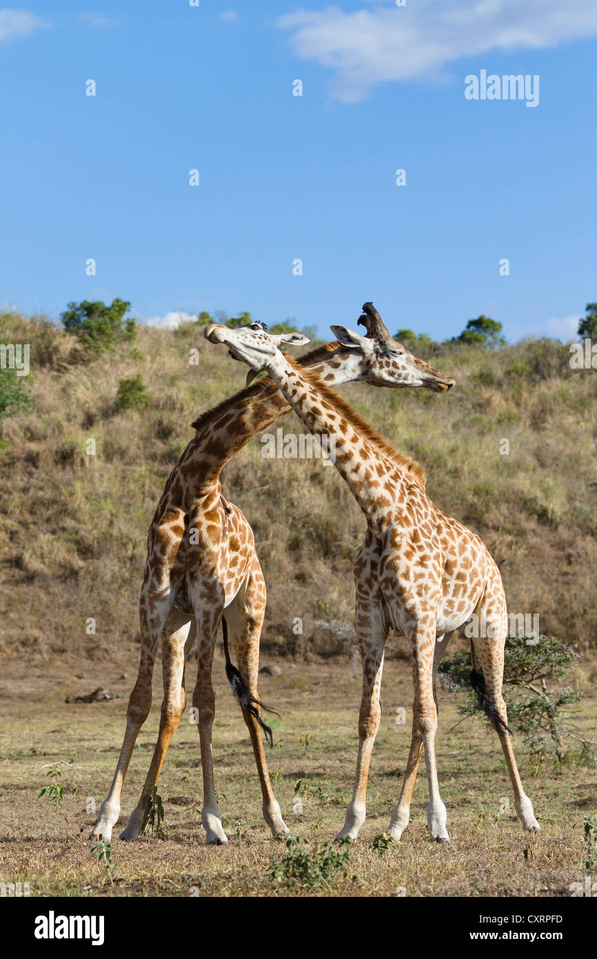 Massai, Maasai, Masai Giraffes or Kilimanjaro Giraffes (Giraffa camelopardalis tippelskirchi), males fighting Stock Photo
