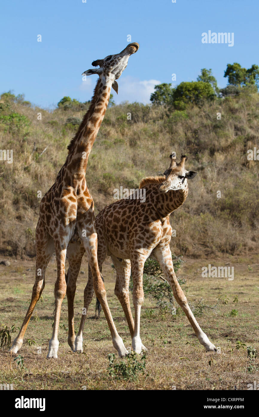 Massai, Maasai, Masai Giraffes or Kilimanjaro Giraffes (Giraffa camelopardalis tippelskirchi), males fighting Stock Photo