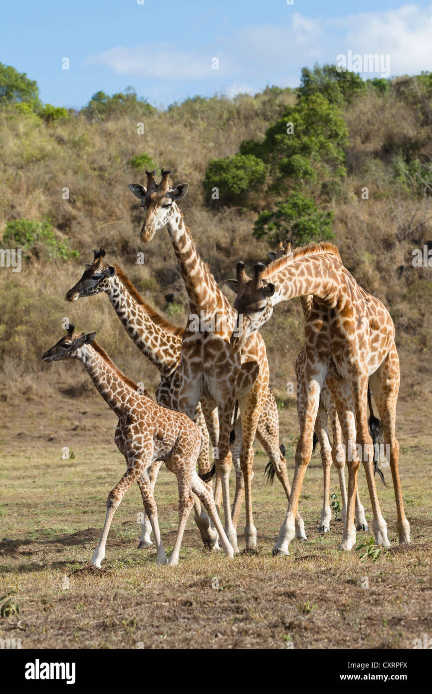 Massai, Maasai, Masai Giraffes or Kilimanjaro Giraffes (Giraffa camelopardalis tippelskirchi), with young, Arusha National Park Stock Photo