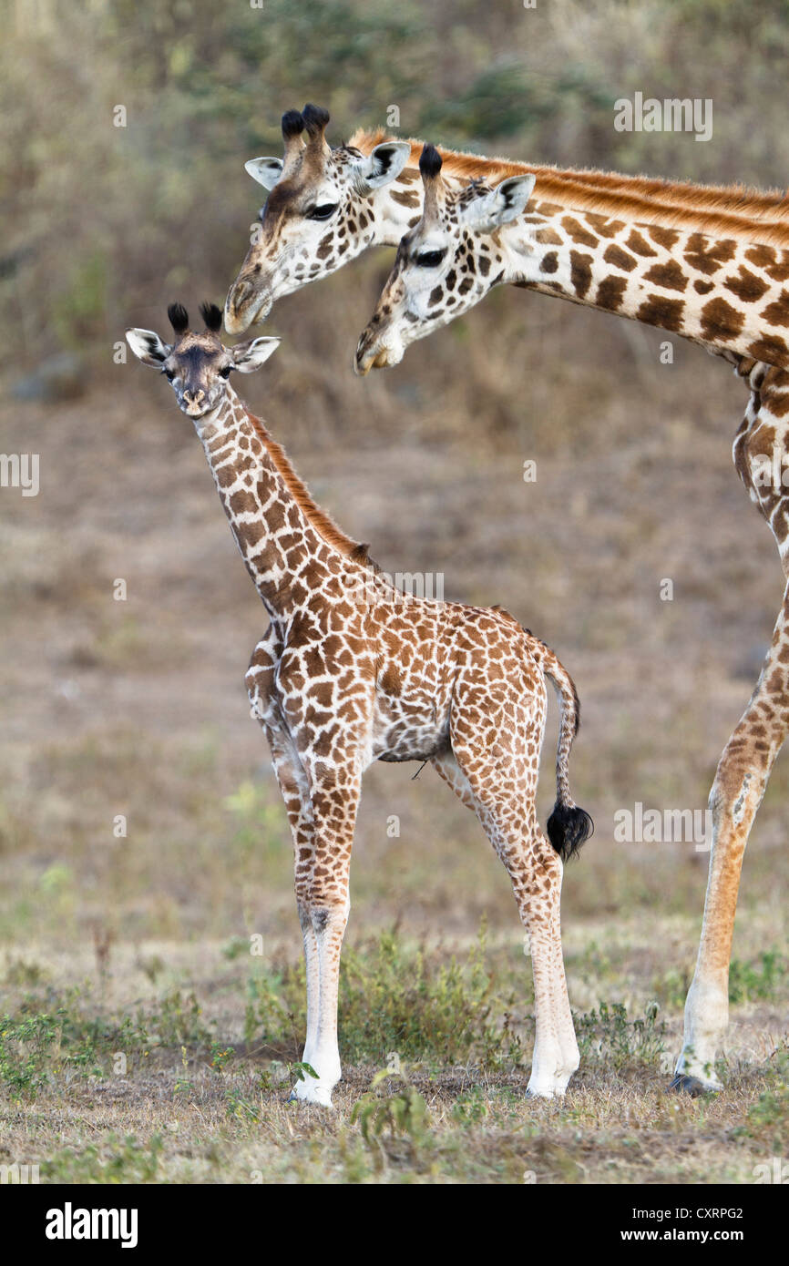 Massai, Maasai, Masai Giraffes or Kilimanjaro Giraffes (Giraffa camelopardalis tippelskirchi), with young, Arusha National Park Stock Photo