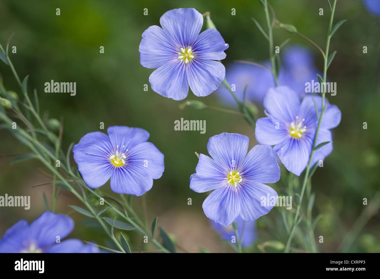 Perennial Flax or Blue flax (Linum perenne), Bulgaria, Europe Stock Photo