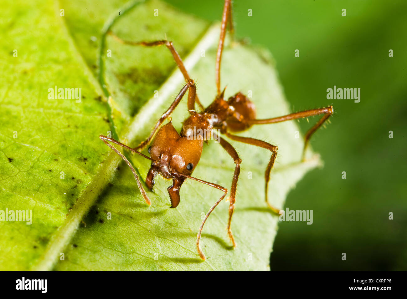 Leafcutter Ant (Atta cephalotes), cutting leaf, rainforest, Baulio Carrillo National Park, Costa Rica, Central America Stock Photo
