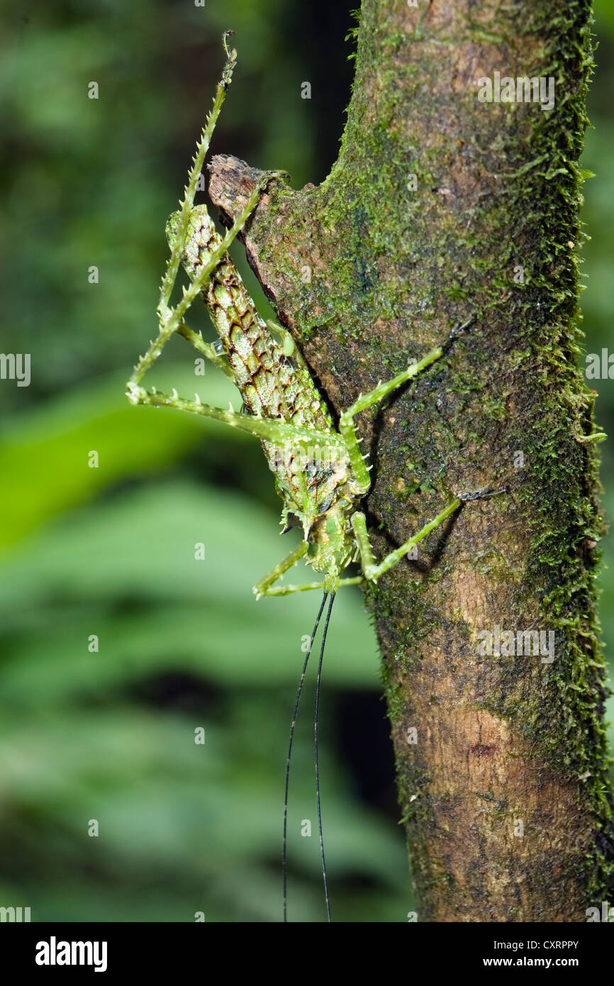 Camouflaged grashopper, undetermined species, in the lowland rainforest, Braulio Carrillo National Park, Costa Rica Stock Photo