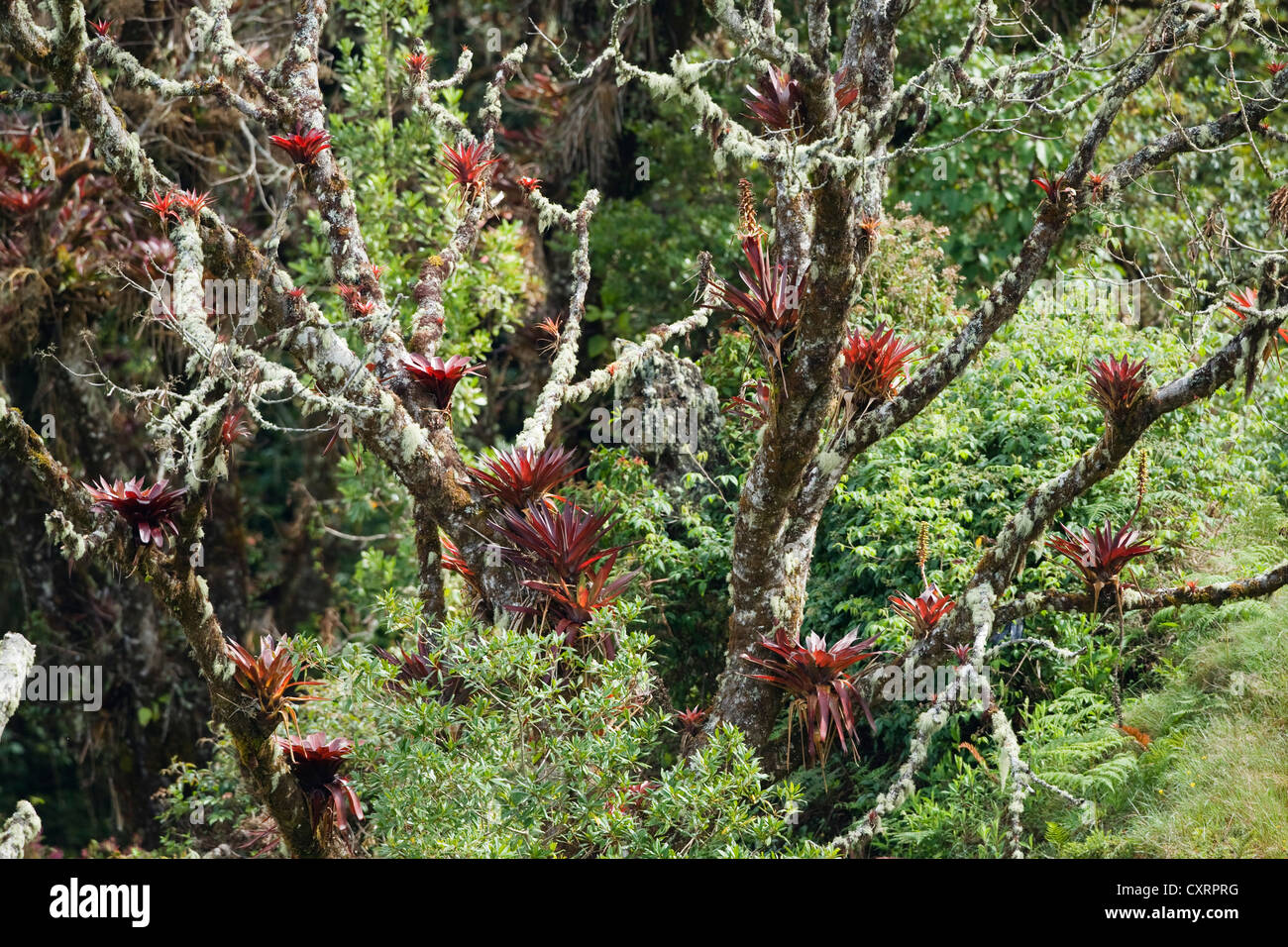Tree overgrown with bromeliads in the mountain rainforest at Cerro de la Muerte, Costa Rica, Central America Stock Photo