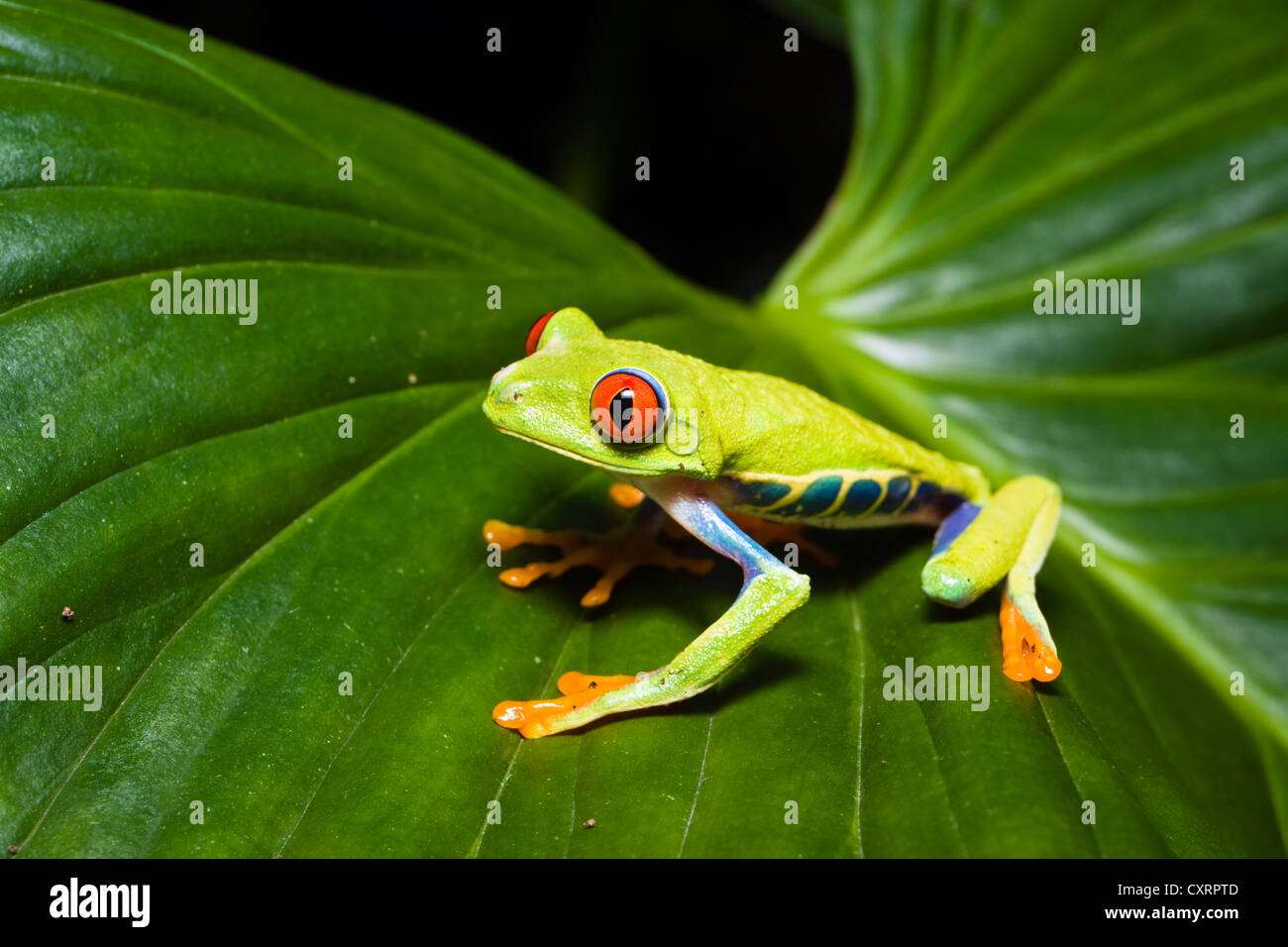 Red-eyed Treefrog (Agalychnis callidryas), rainforest, Costa Rica, Central America Stock Photo