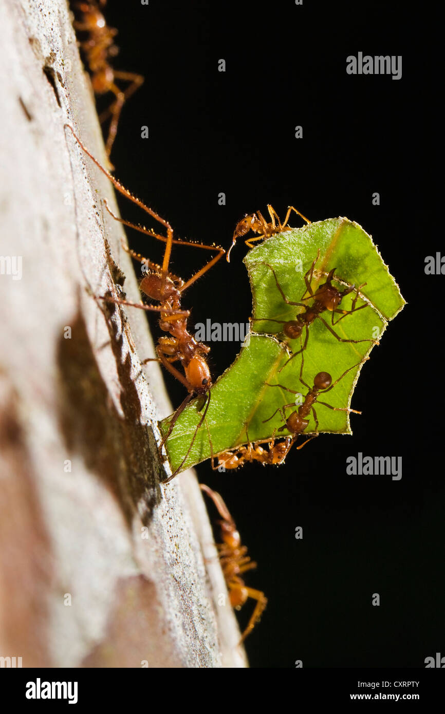 Leafcutter Ants (Atta cephalotes), carrying leaf fragments down a tree, rainforest, Costa Rica, Central America Stock Photo
