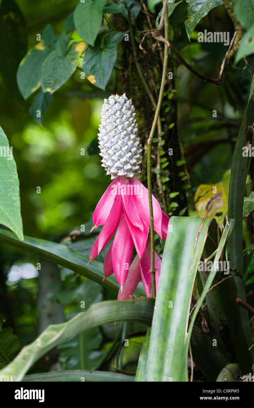 Queen Aechmea Bromeliad (Aechmea mariae-reginae), in the rainforest at La Selva Biological Research Station, Costa Rica Stock Photo