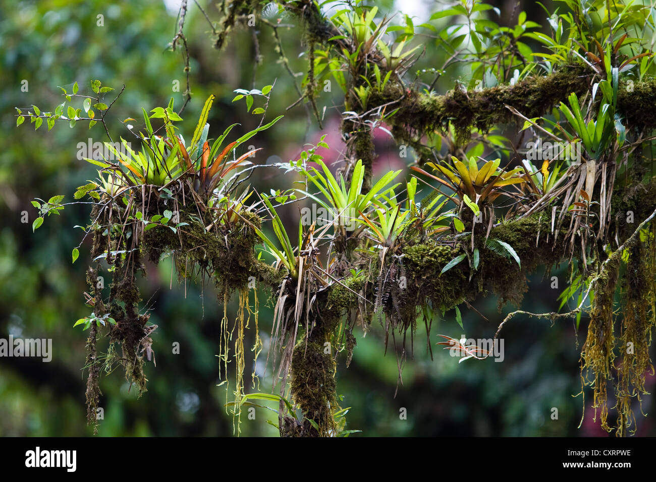 Epiphytes growing on a rainforest-tree, Tapanti Nationl Park, Costa Rica,  Central America Stock Photo - Alamy