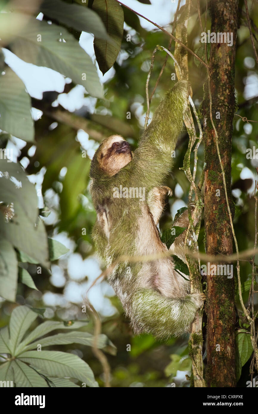 Pale-throated three-toed Sloth (Bradypus tridactylus), climbing on tree, Braulio Carrillo National Park, Costa Rica Stock Photo