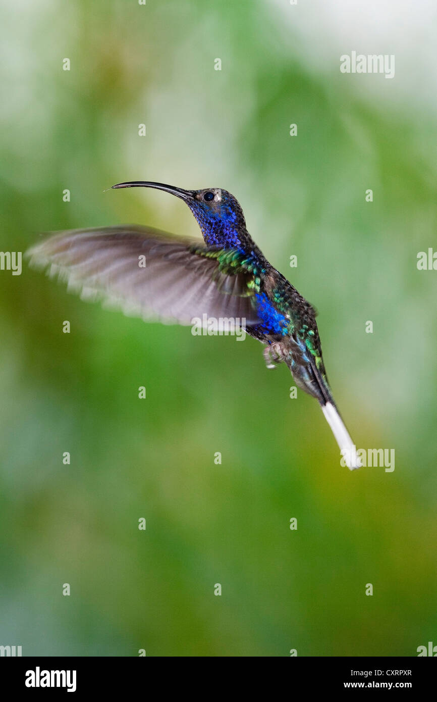 Hummingbird, Violet Sabrewing (Campylopterus hemileucurus), hovering, Costa Rica, Central America Stock Photo