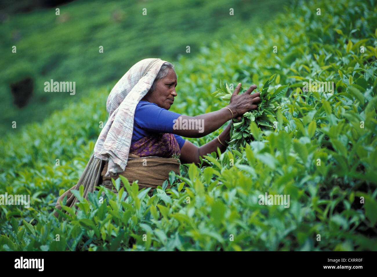 Indian tea picker, tea plantation near Munnar, Kerala, southern India, India, Asia Stock Photo