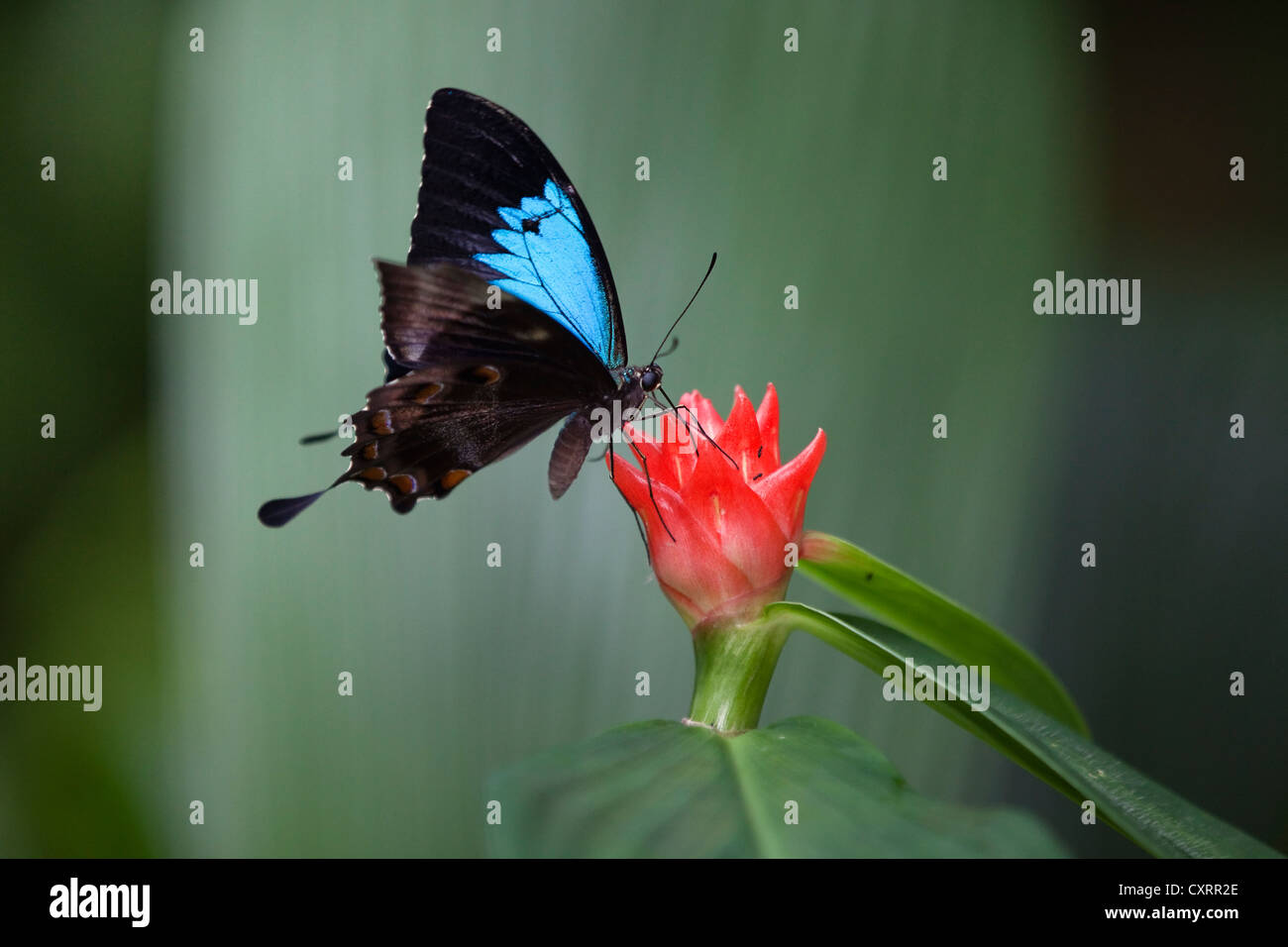 Ulysses butterfly (Papilio ulysses), rain forest, Queensland, Australia Stock Photo